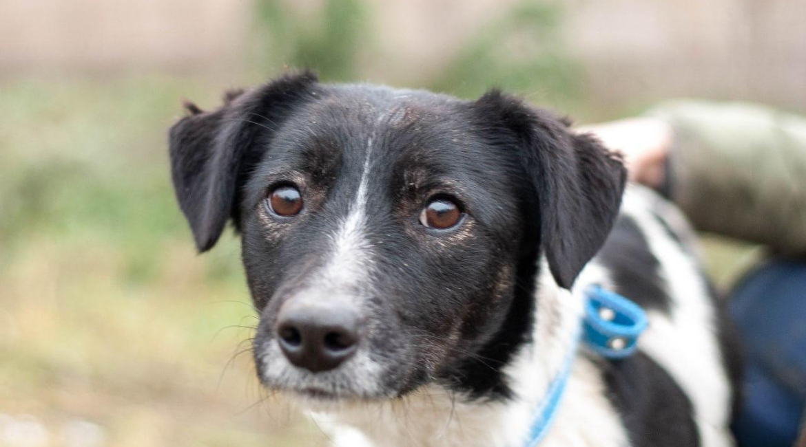 Chiens à adopter